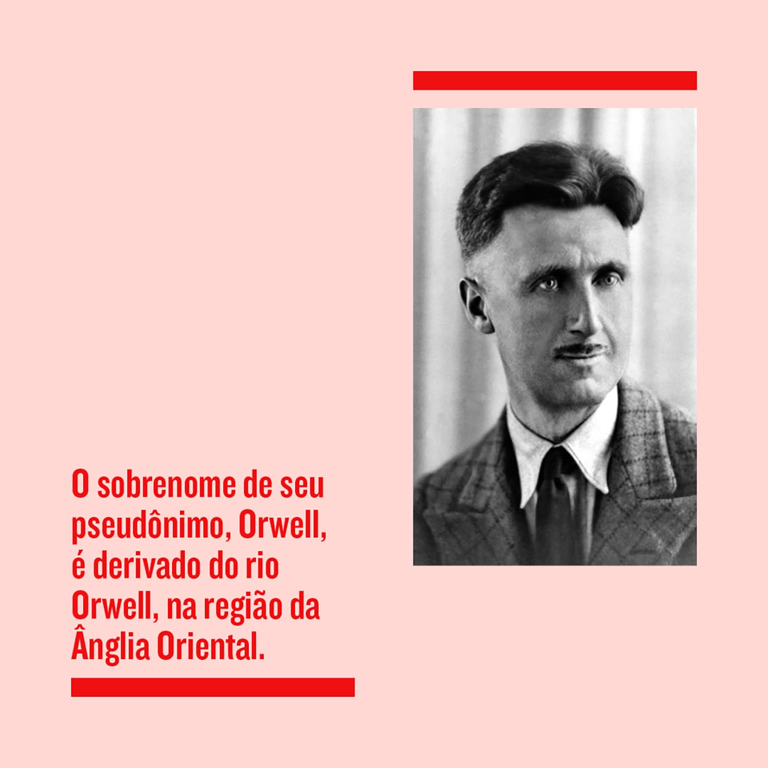 A revolução dos bichos - Imagem 3